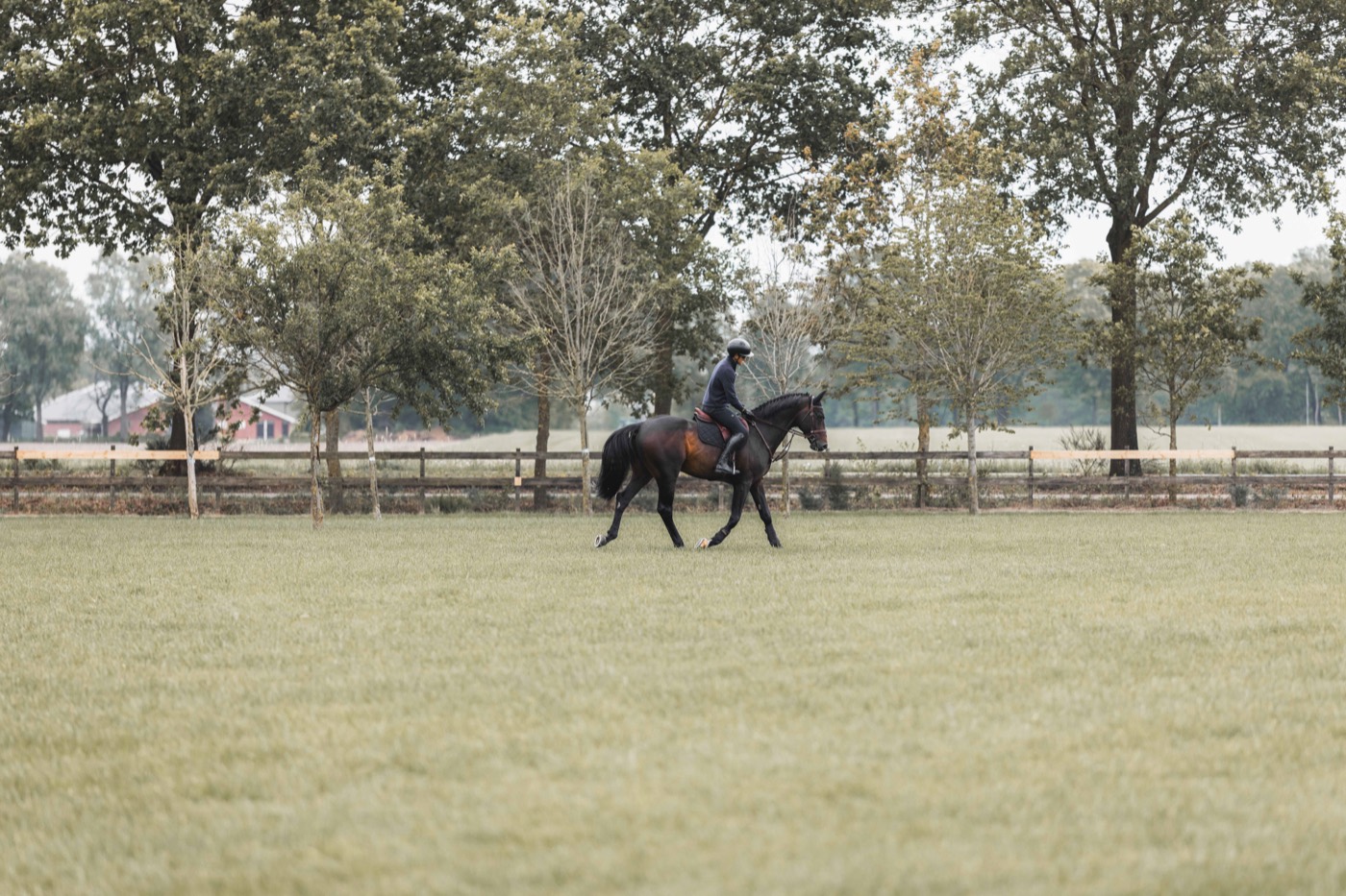 Schooling on the grass